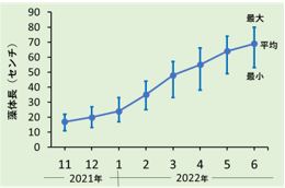 再生試験におけるアラメの生長推移