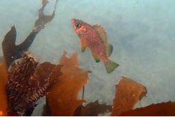 アラメのそばに生息するメバルの稚魚