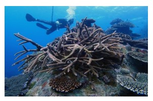 コーラルネットにより再生中のサンゴ（沖縄海域）