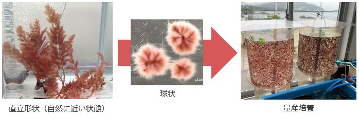 カギケノリ量産培養の流れ"