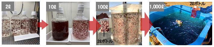 カギケノリの量産培養手法"