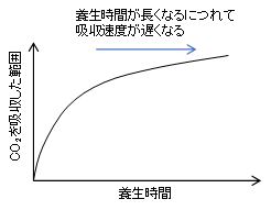 養生時間とCO2吸収速度の関係のイメージ