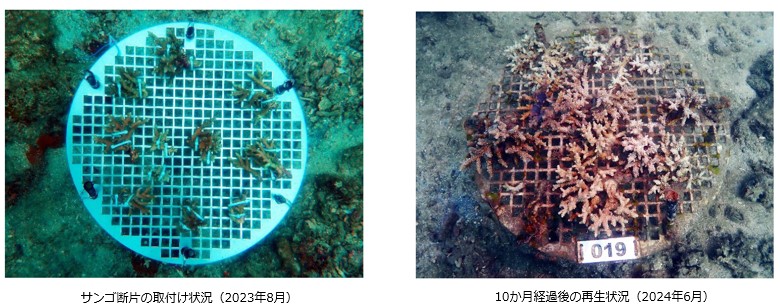サンゴ断片の取付け状況