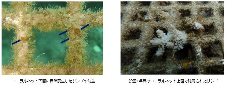 サンゴ養生状況