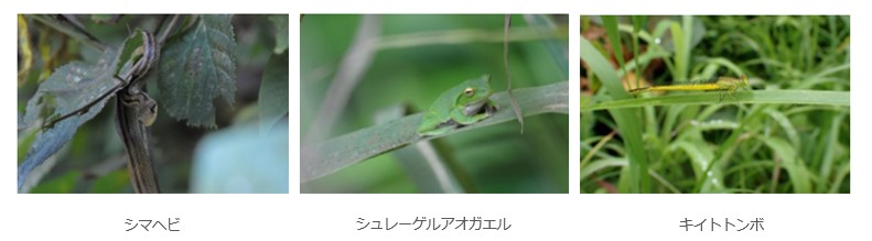 図版：生物一覧（シマヘビ、シュレーゲルアオガエル、キイトトンボ）