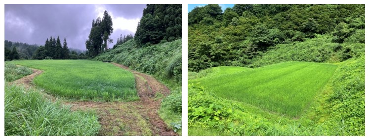 図版：中干し期間を延長した棚田（2024年8月の状況）