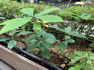 図版：本社ビル外構スペースで育成
