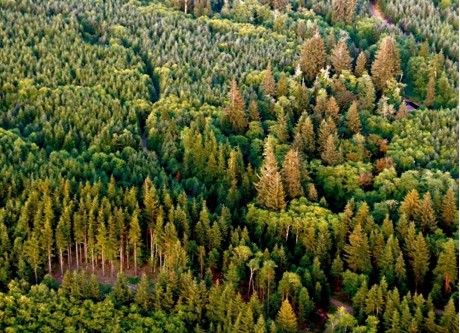 図版：EFM社が管理するワシントン州沿岸部の森林  （写真：EFM社提供）