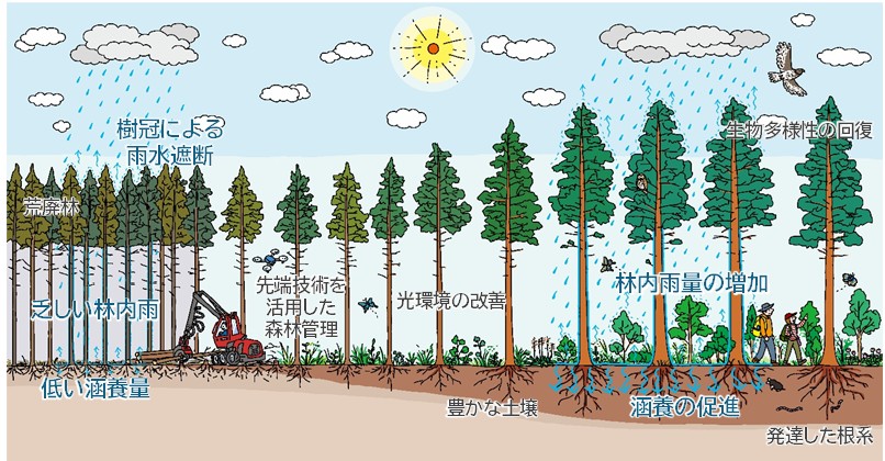 図版：間伐による森林環境の改善と地下水涵養促進のイメージ