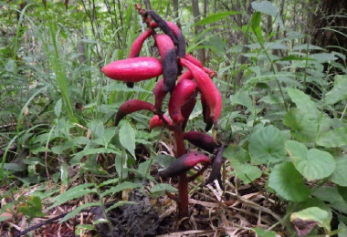 図版：ツチアケビ