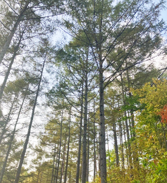 図版：岩手県中津川山林