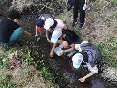 図版：班に分かれてホタル幼虫を放流