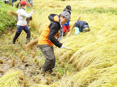 図版：稲刈りをする当社社員と家族