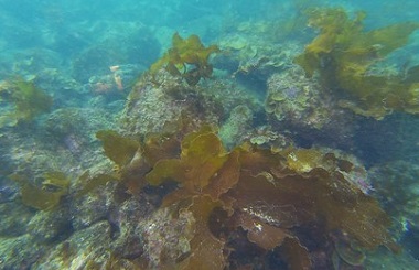 図版：宇和島の海で生育するクロメ