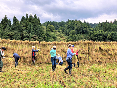 図版：刈り取った稲は稲架にかけて天日干しに