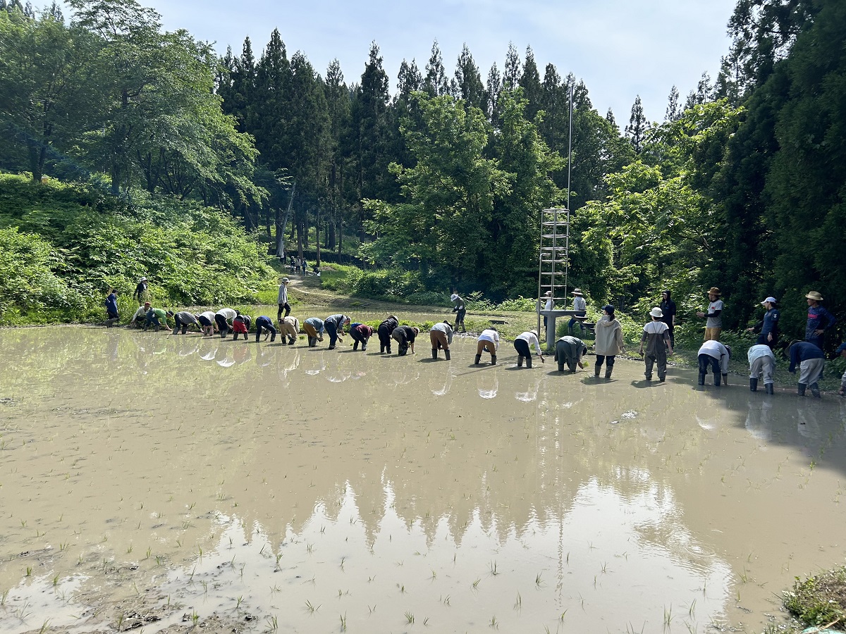 図版：田植えの様子