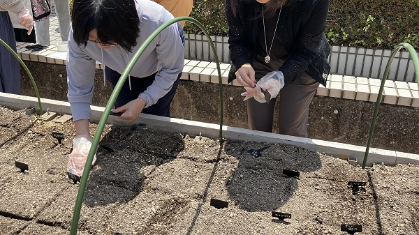 図版：枝豆の種を植える様子