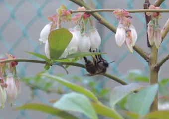 ミツバチによる受粉の様子