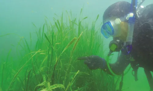 ※アマモは沿岸の浅瀬に生息する海草で、魚やイカの産卵場、小魚の餌場や隠れ家となり「海のゆりかご」とも呼ばれています。近年、アマモ場の衰退が課題となっています。