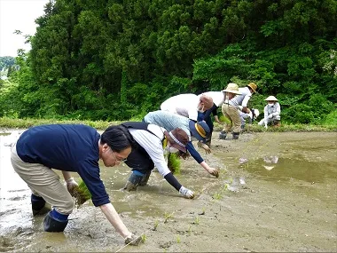 後ろに下がりながら手植えをする様子