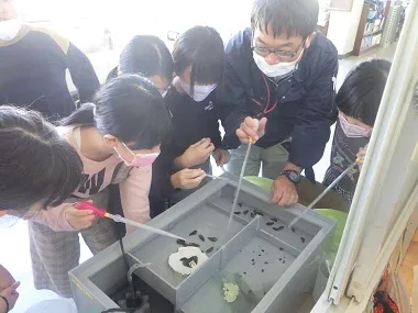 餌となるカワニナの水槽のごみ取りを行う児童