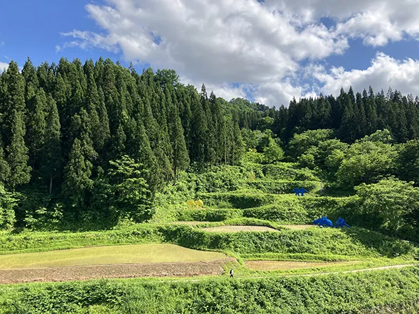 鹿島社員が田植え、稲刈りに参加したまつだいの棚田