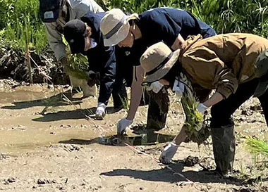 田植えの様子