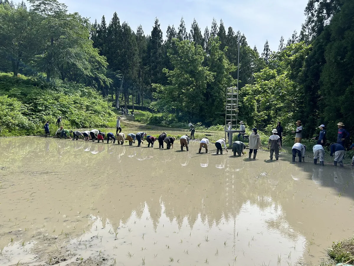 田植えの様子
