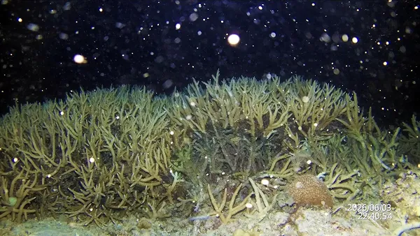 再生サンゴの一斉産卵の様子（2026年6月3日、海中自動撮影システムの映像）