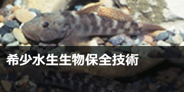 希少水生生物保全技術