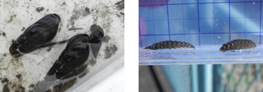 図版：（左）カワニナ、（右）ゲンジボタル幼虫