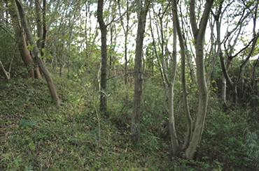 図版：造成地における未熟土を植生基盤として創生したコナラ林（植栽後15年経過）