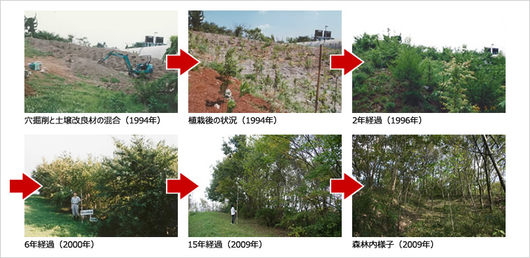 図版：造成地における未熟土を植生基盤として創生したコナラ林（植栽後15年経過）