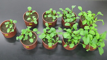 図版：幼植物試験による評価の例
