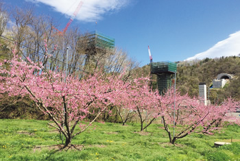 図版：春に広がる濃いピンク色の桃の花