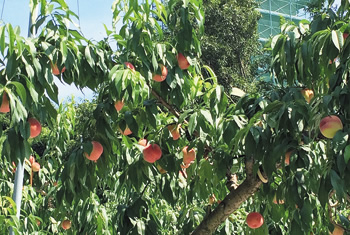 図版：夏はおいしそうな桃の実がたわわに実る