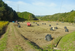 図版：農地除染　草刈り、袋詰め作業