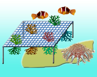 図版：網状構造によるサンゴ着生基盤の特長