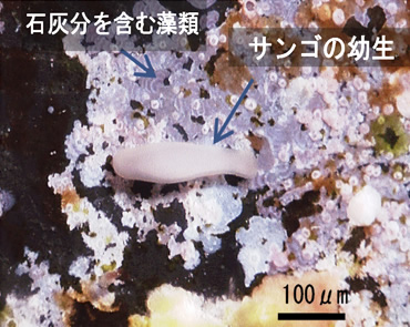 図版：基盤裏側に着く石灰藻とサンゴの幼生