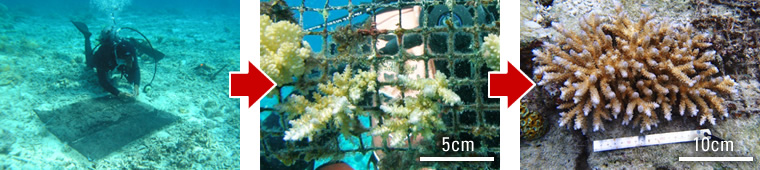 図版：（左）ダイバーにより基盤を設置（自然分解性コーラルネット）、（中）設置した基盤に自然着生したサンゴ、（右）サンゴの着いた基盤を設置して3年目　産卵による再生産が可能なサイズに成長