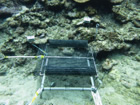 図版：沖縄県サンゴ礁保全再生事業