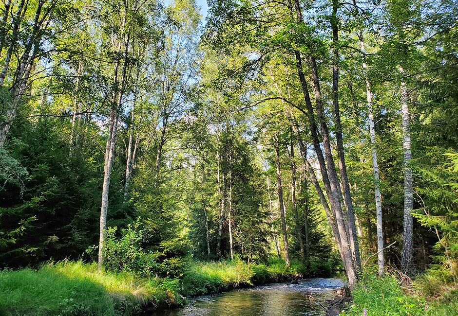 スウェーデンの⾃然環境