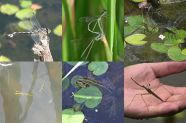 図版:ビオトープに生息する水生動物の例