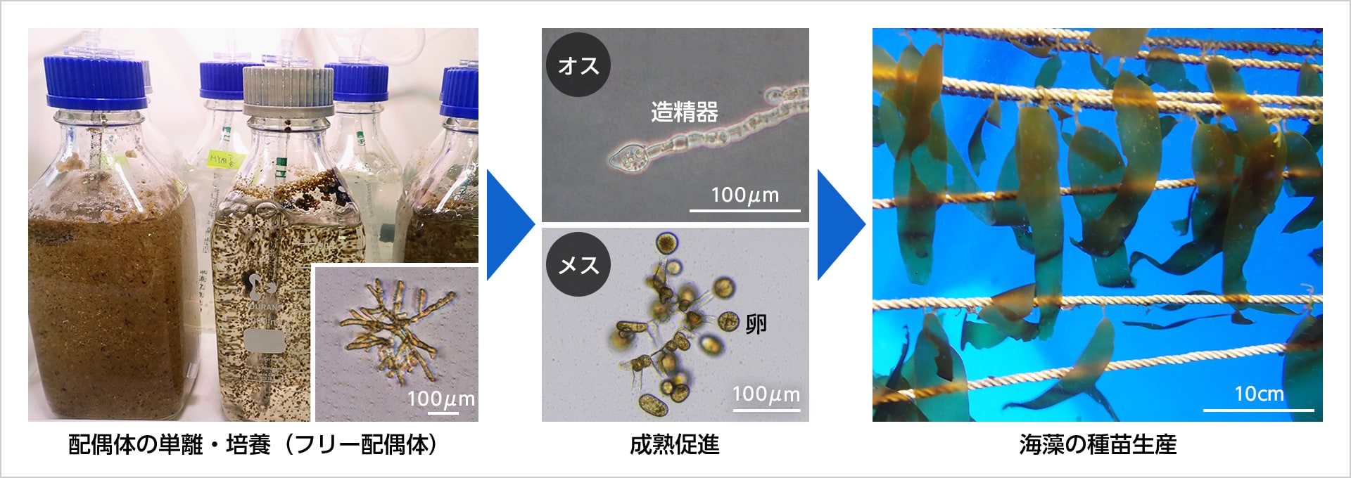 図版:大型海藻の種苗生産技術・海藻養殖への展開