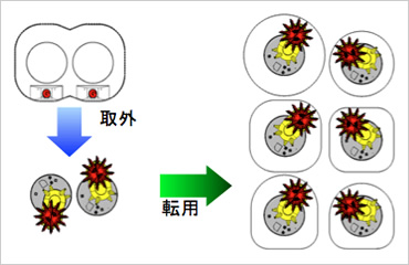 図版:断面形状の異なるトンネルに転用可能