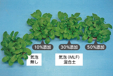図版:こまつなの生育状況