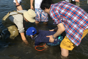 図版：参加者は水溶性のポットごとアマモ苗を植え付けた