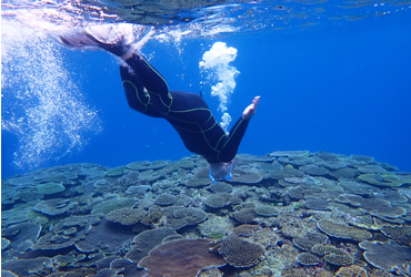 図版：シュノーケルによるサンゴ礁の観察