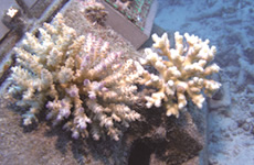 写真：生分解性のネット基盤に自然着床したサンゴ
