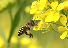 都市型養蜂（ミツバチプロジェクト）